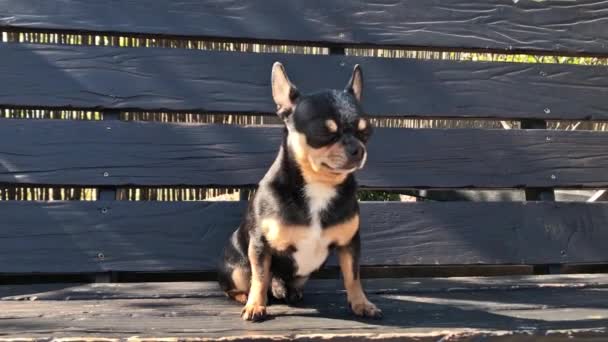 Koira keinussa. Chihuahua keinussa. Video, koira aurinkoisena päivänä istuu puisella keinulla. Lemmikki kävelylle. Lyhytkarvainen koira. Kevät tai kesä, kirkas aurinkoinen päivä
 - Materiaali, video