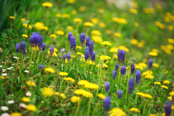 Kwitnące dzikie wiosenne kwiaty na łące, tło piękna świeżości i czystości przyrody - Zdjęcie, obraz