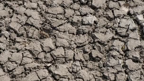 Textura natural del suelo. Deshidratación del suelo. Desastre ambiental en Ucrania
. - Metraje, vídeo