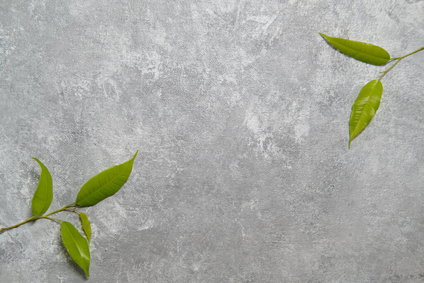 hojas verdes delicadas sobre un fondo de mármol gris. Hermoso marco para el texto. concepto de primavera
 - Foto, Imagen