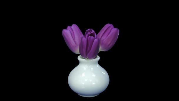 Tempo de abertura de três tulipas roxas 6b3 isoladas em fundo preto
 - Filmagem, Vídeo