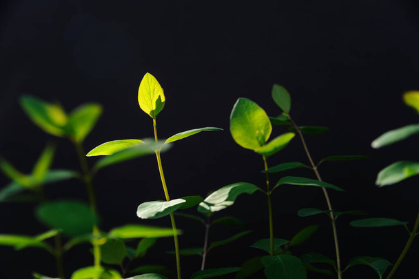 Junge grüne Zweige auf dunklem Hintergrund im Licht der Sonne. - Foto, Bild