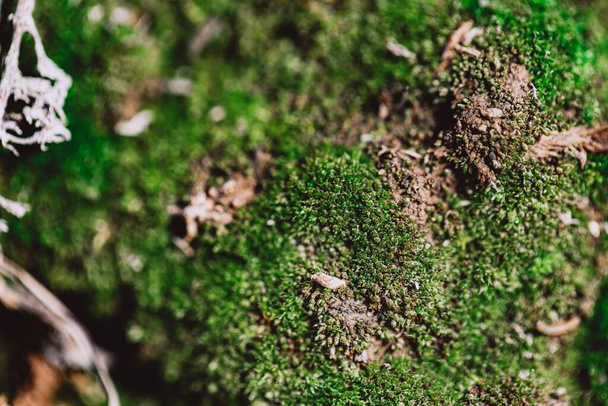 beautiful green moss close up in the wild - Photo, Image