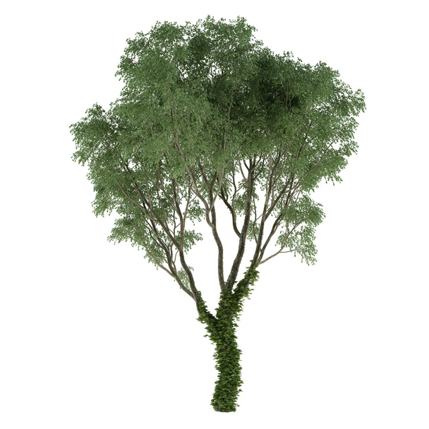 Плющовое дерево
 - Фото, изображение