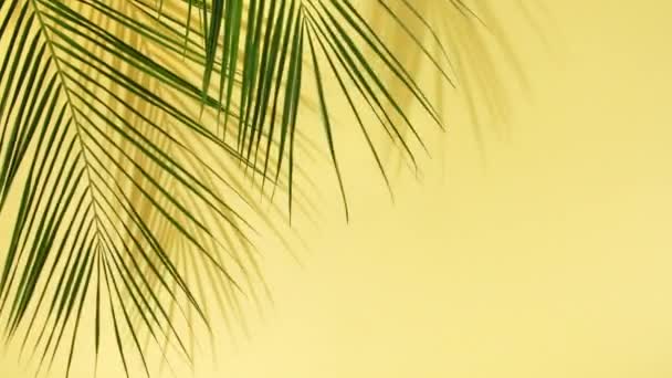 Motion of tropical palm leaves - Materiał filmowy, wideo
