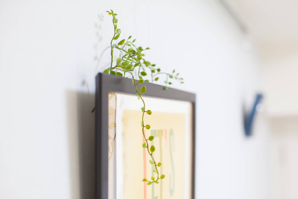 A decorative plant that adds color to your life in a residential room - Photo, Image