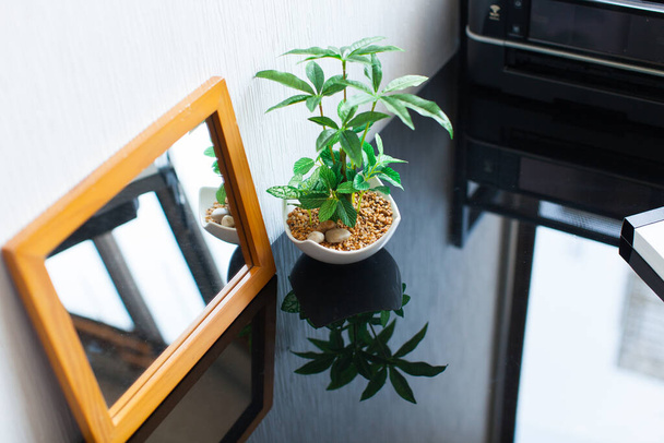 A decorative plant that adds color to your life in a residential room - Photo, Image