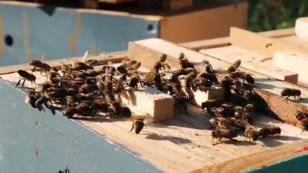 Μέλισσα από κοντά. Μέλισσες στην κυψέλη των μελισσών. Σμήνη μελισσών. - Πλάνα, βίντεο