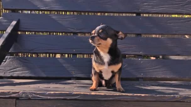 Perro en swing. Chihuahua en un columpio. Video, un perro en un día soleado se sienta en un columpio de madera. Una mascota para un paseo. Perro taquigráfico. Primavera o verano, día soleado brillante
 - Metraje, vídeo