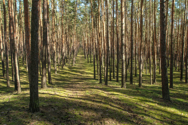 The nice fresh pine Wood with moss on the ground in Czech Republic during the nice spring sunny day. - Foto, immagini
