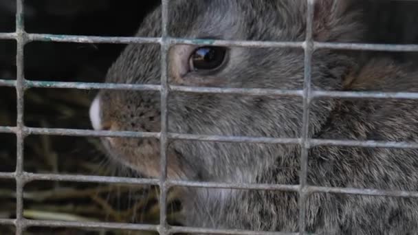 grijs konijn dicht achter de kooi - Video
