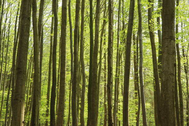 L'immagine del parco naturale della Repubblica Ceca chiamato "Voderadske buciny" (faggi Voderadys). La bella foresta verde fresca durante la soleggiata primavera - Foto, immagini