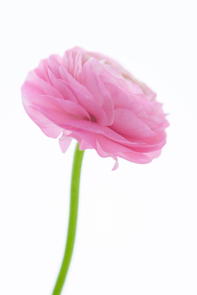 Die Butterblume hat eine helle Farbe, ähnlich den tausendblättrigen Blütenblättern des Lotus - Foto, Bild