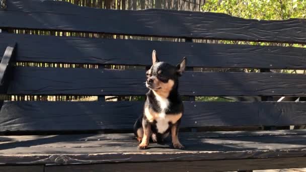 Hund auf Schaukel. Chihuahua auf einer Schaukel. Video: Ein Hund sitzt an einem sonnigen Tag auf einer Holzschaukel. Ein Haustier für einen Spaziergang. Kurzhaarhund. Frühling oder Sommer, sonniger Tag - Filmmaterial, Video