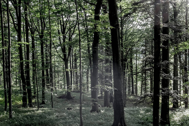Orman - Polonya 'nın Bieszczady Dağlarındaki Dwernik Kamie Tepesi - Fotoğraf, Görsel
