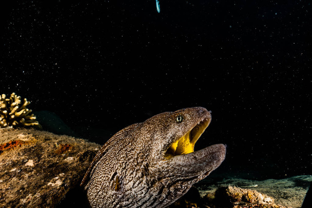 Moray eel Mooray lycodontis undulatus en el Mar Rojo
 - Foto, Imagen