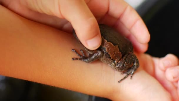 A close up of a hand holding a frog - Filmagem, Vídeo