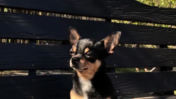 Hond op zwaai. Chihuahua op een schommel. Video, een hond op een zonnige dag zit op een houten schommel. Een huisdier voor een wandeling. Stenografisch hond. Lente of zomer, zonnige dag - Video