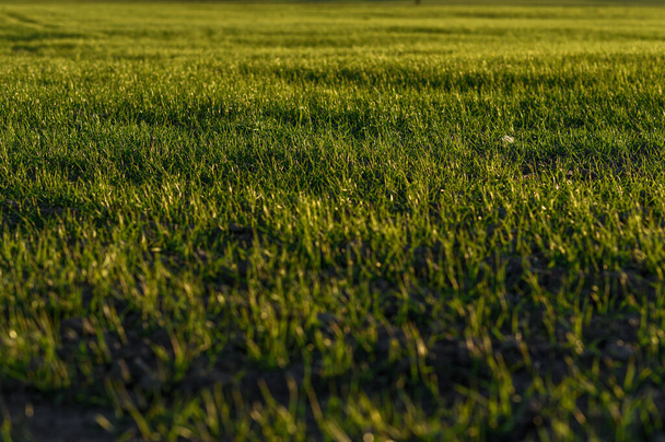 green grass in the wind - 写真・画像