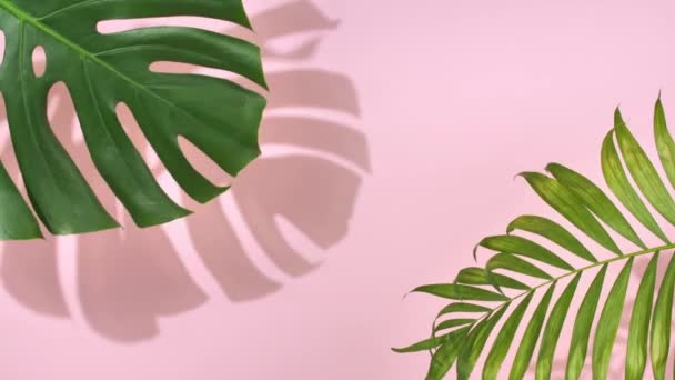Green tropical palm leaves Monstera - Filmagem, Vídeo