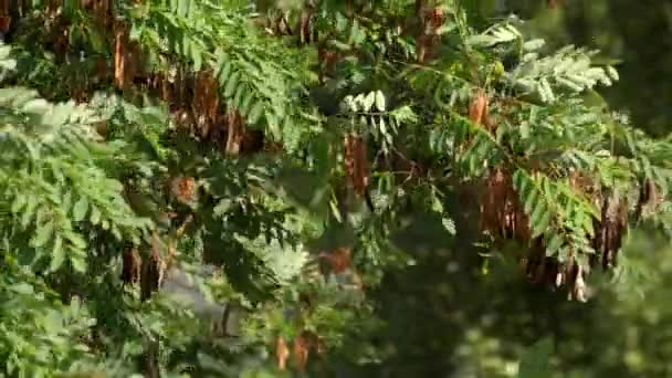 風に揺れる種子を持つアカシアの枝 - 映像、動画