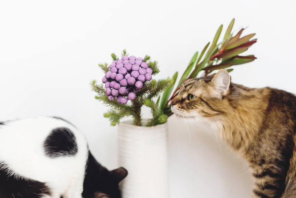 Dois gatos cheirando planta Brunia no fundo branco com espaço de cópia. Flor criativa incomum. Animais de estimação e decoração. Curios tabby cat e kitty sniffing pintado roxo brunia flores
 - Foto, Imagem