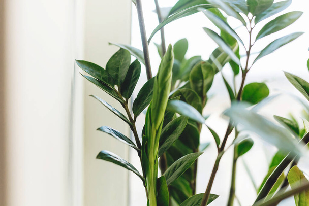 Beautiful zamioculcas plant in sunny light on window sill on white background. Houseplant. Plants in modern interior room. Fresh green leaves zz plant, close up. - Fotografie, Obrázek