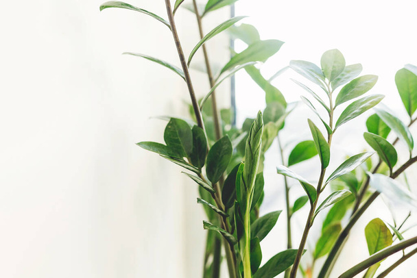 Fresh new green leaves growing from zz plant, close up. Beautiful zamioculcas plant in sunny light on window sill on white background. Houseplant. Plants in modern interior room - Foto, afbeelding