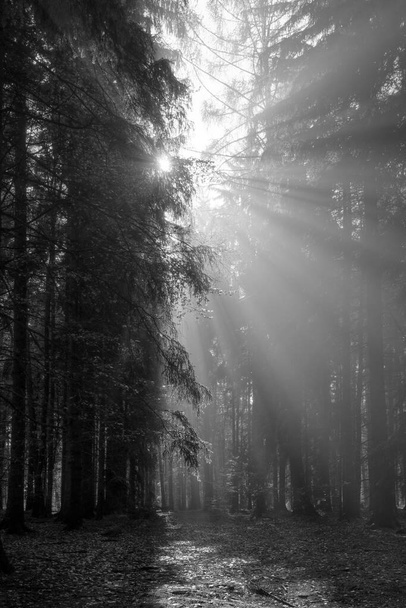Isten sugarai - napsugarak A kora reggeli erdő fekete-fehér - Fotó, kép