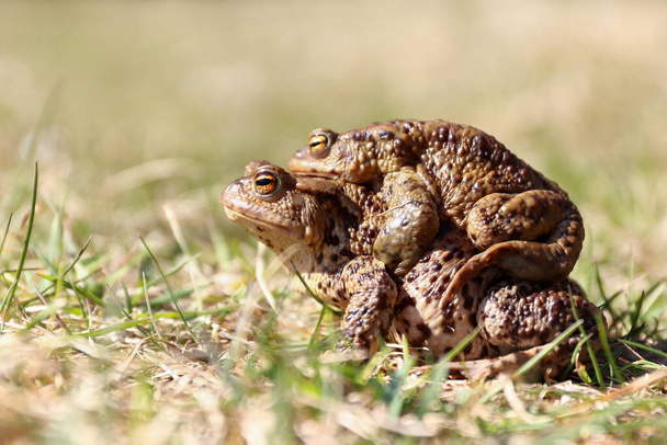 Szczegóły pary żab brunatnych w trawie - reprodukcja - Zdjęcie, obraz