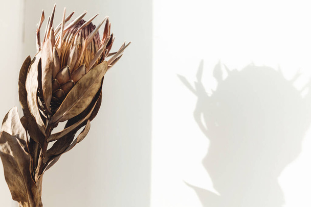 Dried protea in sunlight with shadow. Dry protea flower in sunny warm light on white background with copy space. Creative image. Stylish  design element - Foto, Bild