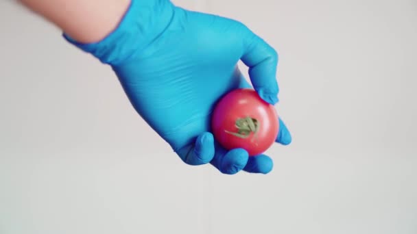 Handwas een rode tomaat met blauwe latex handschoenen. Desinfecteren van de vrucht om de verspreiding van het coronavirus te voorkomen. - Video
