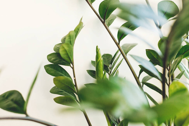 Φρέσκα πράσινα φύλλα φυτρώνουν από το φυτό zz, κοντά. Όμορφο φυτό zamioculcas σε ηλιόλουστο φως στο περβάζι παράθυρο σε λευκό φόντο. Φυτεία. Φυτά σε μοντέρνο εσωτερικό χώρο - Φωτογραφία, εικόνα