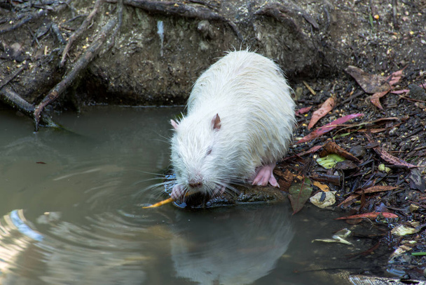 White muskrat or musk rat (lat. Ondatra zibethicus),. White muskrat eats food. White ondatra, muskrat in the pond - Photo, Image