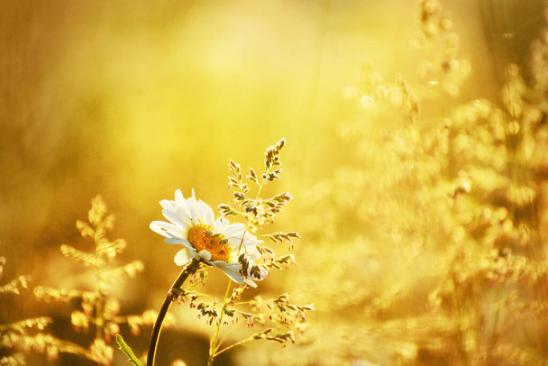 Field daisies in the morning meadow. A gentle summer morning in the countryside. - Photo, Image