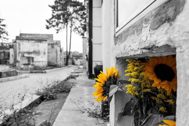 Girassóis com pequenas flores amarelas em um cemitério de lápide. Forografia a preto e branco
 - Foto, Imagem