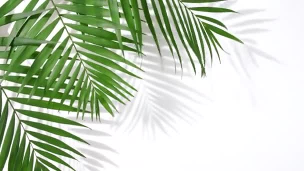 Motion of tropical palm leaves - Video