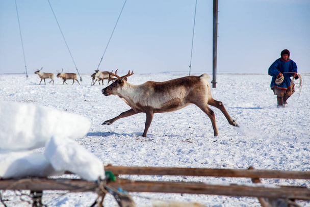 Daleka Północ, Półwysep Yamal, Nentsy jazdy reniferów, człowiek złapał jelenia za rogi - Zdjęcie, obraz