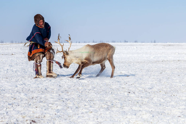 Norte distante, Península de Yamal, Nentsy dirigir as renas, o homem pegou o veado pelos chifres
 - Foto, Imagem