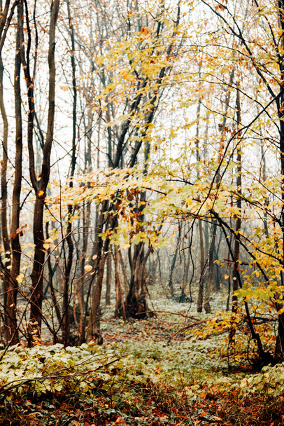 Mglisty las gałęzie w jesienny dzień - Zdjęcie, obraz