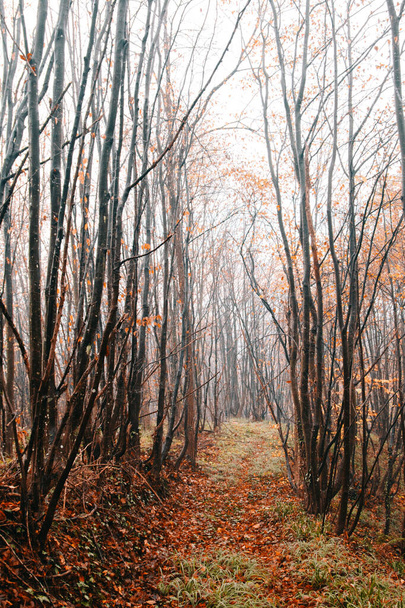 Misty forest branches on an autumn day - Foto, Imagen