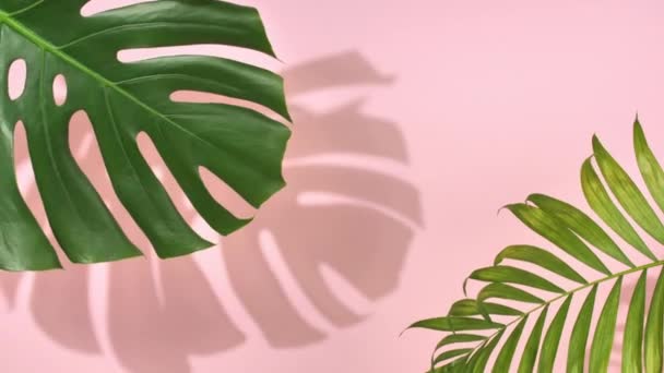 Tropical palm and Monstera - Video, Çekim