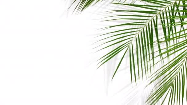 Motion of tropical palm leaves - Séquence, vidéo