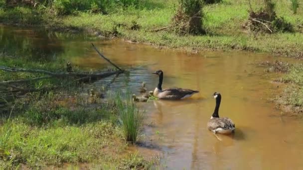 春の明るい晴れた日に湿地で水の中で泳ぐために一緒に彼らのファジィ小さなうなり声を集めるカナダのガチョウの両親 - 映像、動画