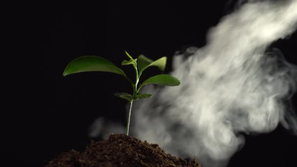 Κοντινό πλάνο μικρών φυτών σε μια χούφτα χώματος στον καπνό που απομονώνονται σε μαύρο φόντο. Έννοια της οικολογίας, προστασία του περιβάλλοντος, ατμοσφαιρική ρύπανση, καταστροφή σπάνιων φυτών - Πλάνα, βίντεο