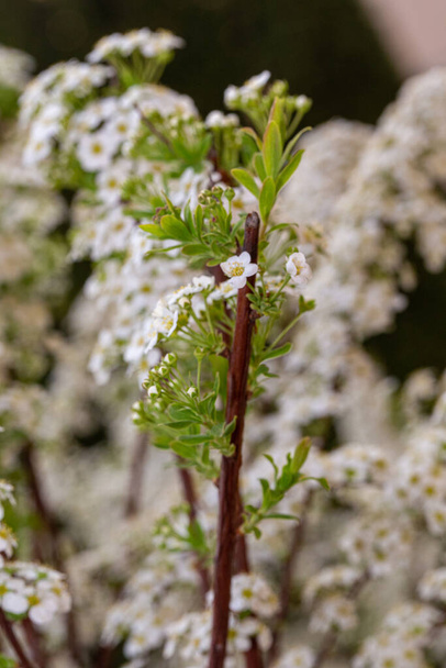 Ανθισμένα λευκά σπιράια κοντά λουλούδια στον ανοιξιάτικο κήπο - Φωτογραφία, εικόνα