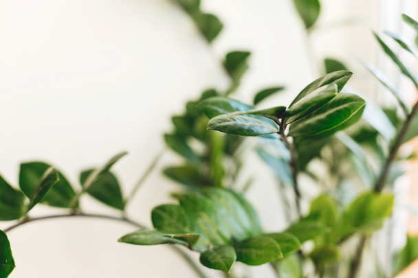 Όμορφο φυτό zamioculcas σε ηλιόλουστο φως στο περβάζι παράθυρο σε λευκό φόντο. Φυτεία. Φυτά σε μοντέρνο εσωτερικό χώρο. Φρέσκα πράσινα φύλλα zz φυτό, κοντά. - Φωτογραφία, εικόνα