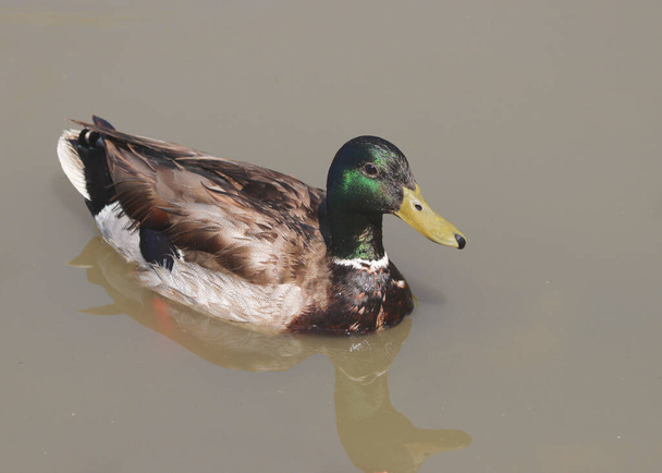 Mallard Duck (samec) (anas platyrhynchos) - Fotografie, Obrázek