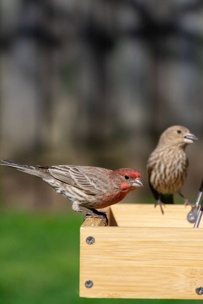 Casa masculina Finch en el jardín alimentador de aves en la luz de la mañana
. - Foto, Imagen