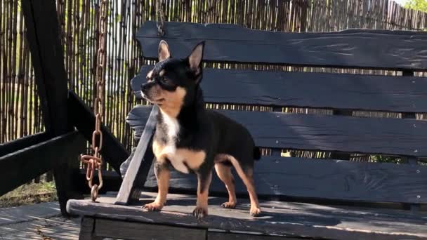 Σκύλος σε κίνηση. Τσιουάουα σε κούνια. Βίντεο, ένα σκυλί σε μια ηλιόλουστη μέρα κάθεται σε μια ξύλινη κούνια. Ένα κατοικίδιο για μια βόλτα. Κοντός σκύλος. Άνοιξη ή καλοκαίρι, ηλιόλουστη μέρα - Πλάνα, βίντεο